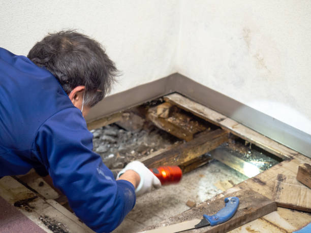 Home Mold Removal in Florence, AL
