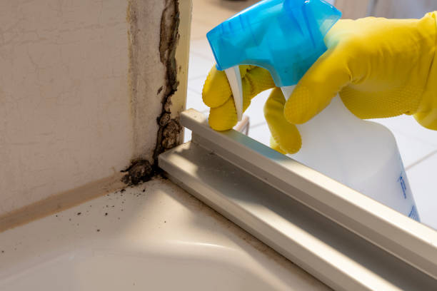Best Commercial Mold Removal  in Florence, AL