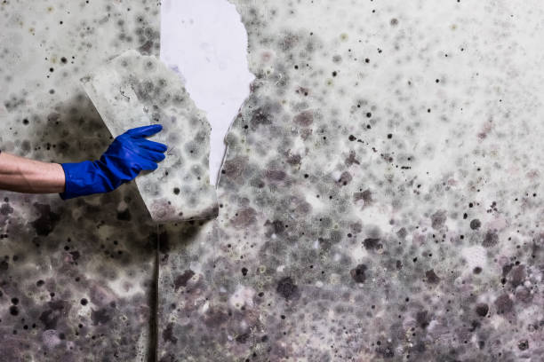 Best Attic Mold Removal  in Florence, AL