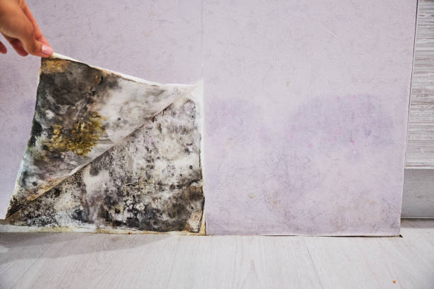 Best Office Mold Removal Services  in Florence, AL